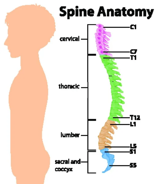 Anatomía Columna Vertebral Curvas Espinales Infografía — Vector de stock