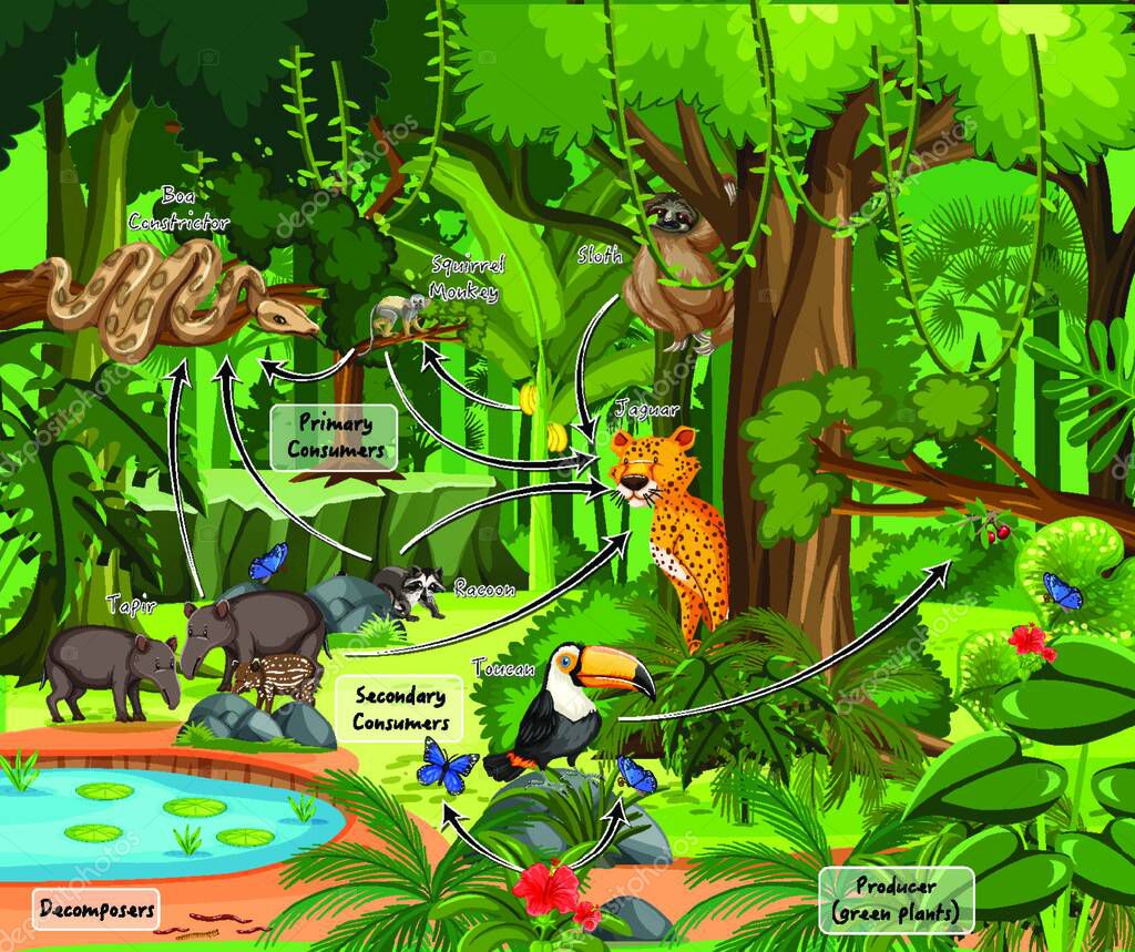 Diagram showing food web in the rainforest 2023 Biology Diagrams