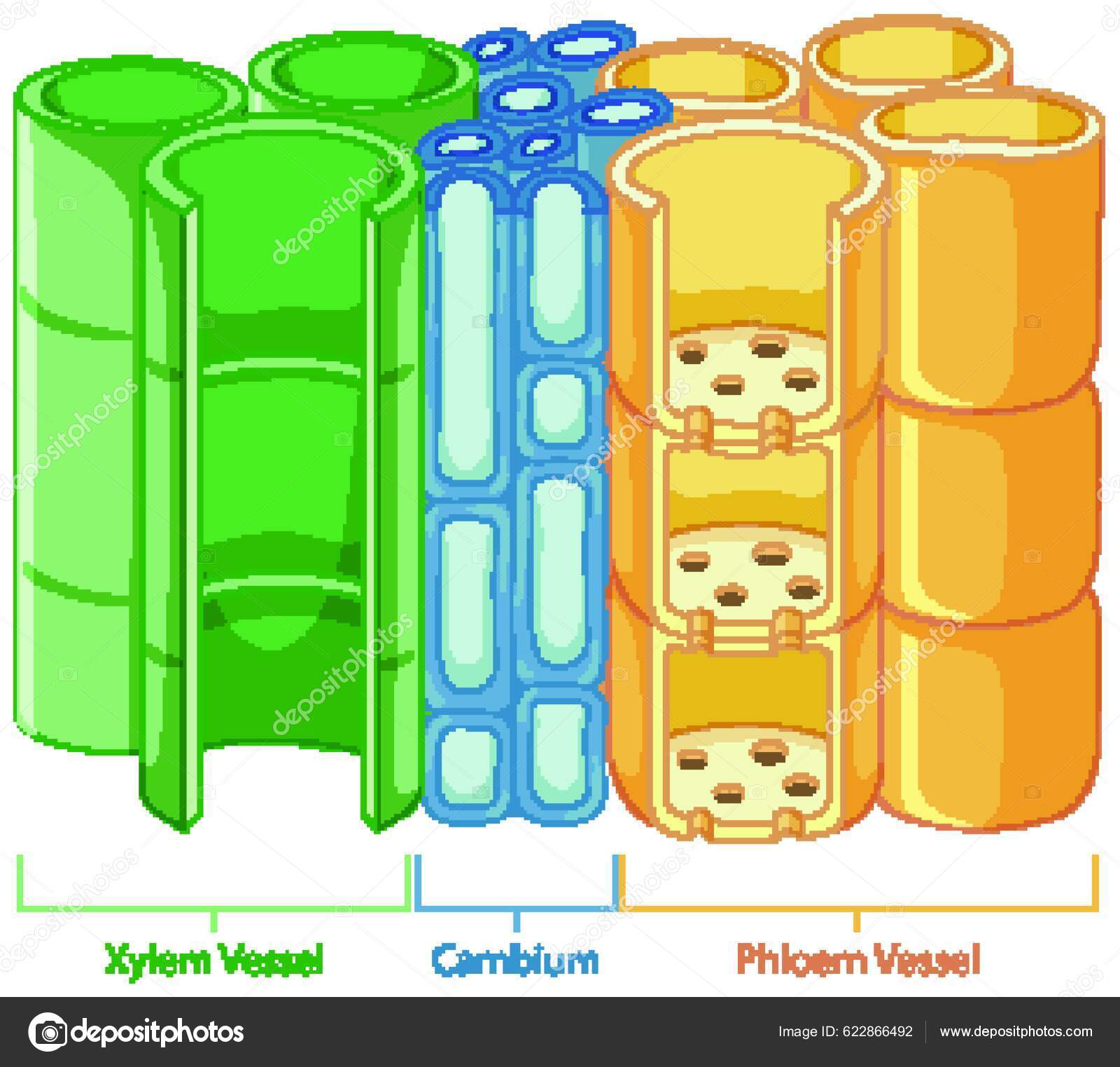 Diagrama Que Muestra Sistema Tejido Vascular Las Plantas Vector de