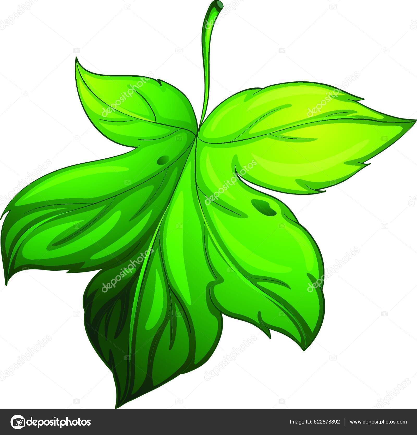 Isolated Leaf White Stock Vector by ©YAY_Images 622878892