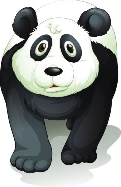 Panda, renkli vektör çizimi 