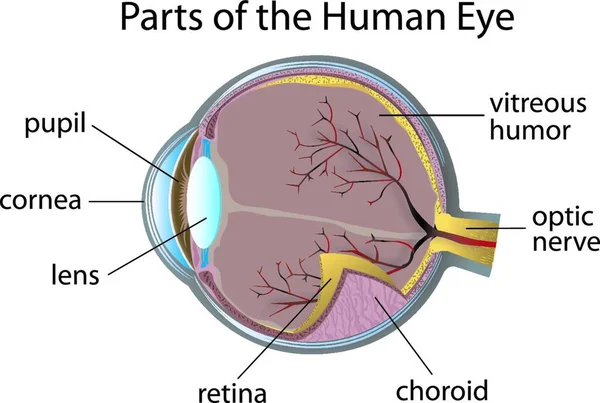 Ilustração Vetor Ocular Humano —  Vetores de Stock
