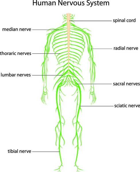 Ilustración Del Sistema Nervioso Humano — Archivo Imágenes Vectoriales
