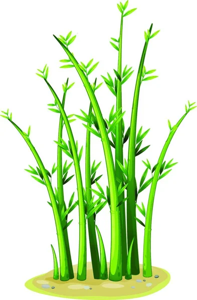 Bamboo Colored Vector Illustration — Stock Vector