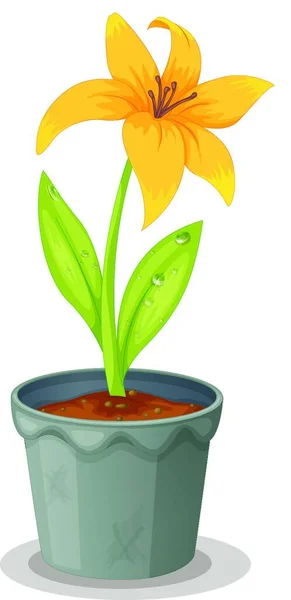 Daffodil Ilustraci Vektoru Hrnce — Stockový vektor