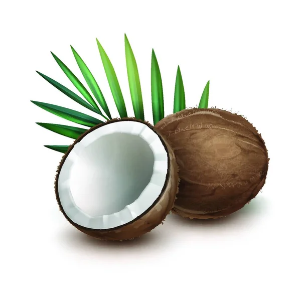 Całości Kokosa Pół — Wektor stockowy