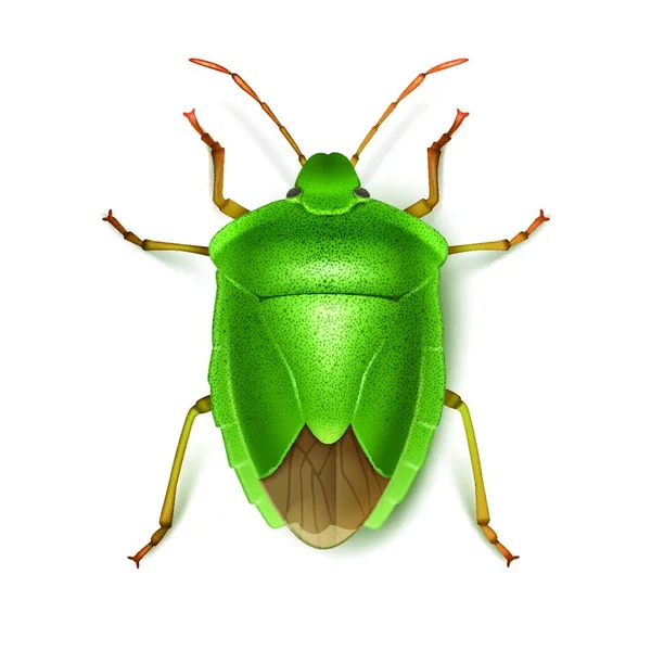 Verde Fedor Bug Moderno Vetor Ilustração —  Vetores de Stock