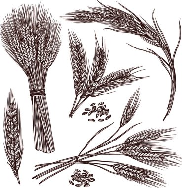 Buğday Çizimi Vektör çizimini ayarla