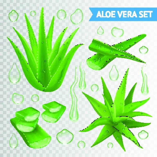 Planta Aloe Vera Sobre Fondo Transparente — Archivo Imágenes Vectoriales