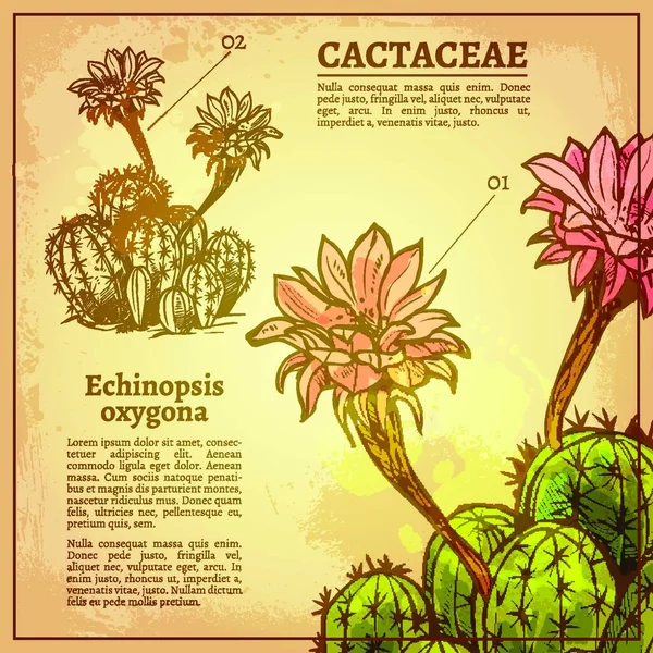 Cactus Illustrazione Vettoriale Botanica — Vettoriale Stock