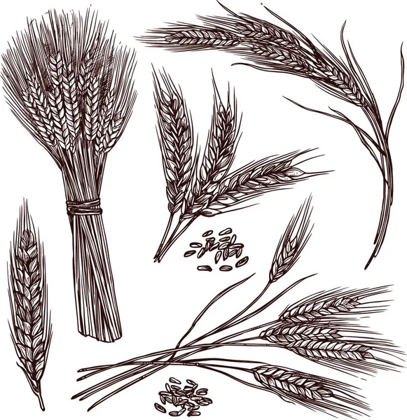 Векторная Иллюстрация Пшеницы — стоковый вектор