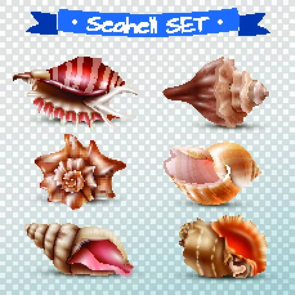Seashell Transparent Set Διανυσματική Απεικόνιση — Διανυσματικό Αρχείο