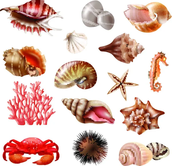 Seashell Ρεαλιστικό Σετ Απλή Διανυσματική Απεικόνιση — Διανυσματικό Αρχείο