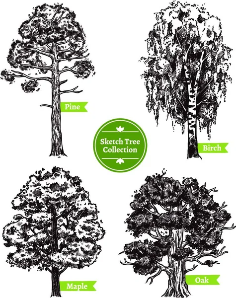 Εικονογράφηση Διανύσματος Συνόλου Σκίτσων Δέντρων — Διανυσματικό Αρχείο