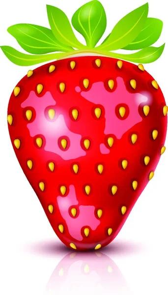 新鲜有机草莓病媒图解 — 图库矢量图片