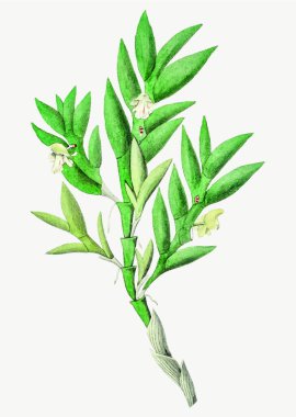 Çift kenarlı orkide vektör çizimi