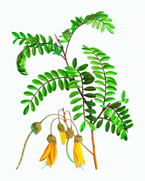 Bloeiende Sophora Tetraptera Vector Illustratie — Stockvector