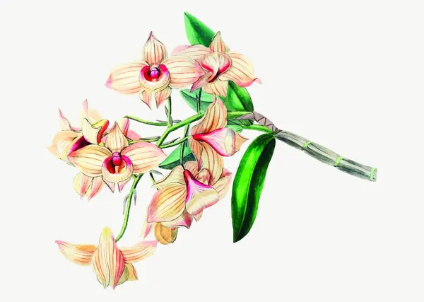 Illustration Dendrobium Moschatum — Image vectorielle