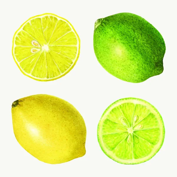 Limon Kireç Beyazda — Stok Vektör