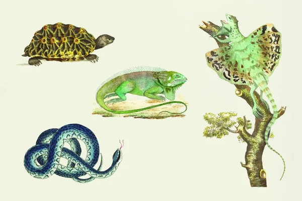 Conjunto Diferentes Animales Tropicales Acuarela Dibujo — Vector de stock