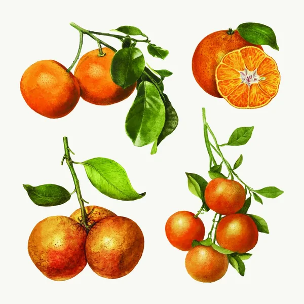 Fruits Mis Illustration Vectorielle Moderne — Image vectorielle