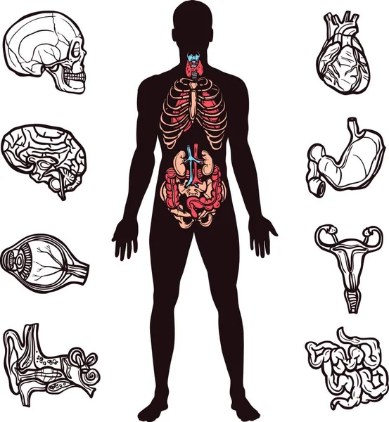 人体解剖学集矢量图解 — 图库矢量图片