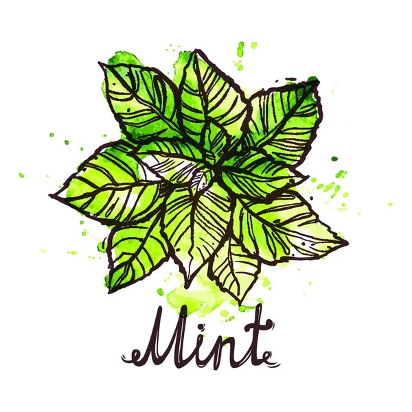 Schets Mint Bladeren Vector Illustratie — Stockvector