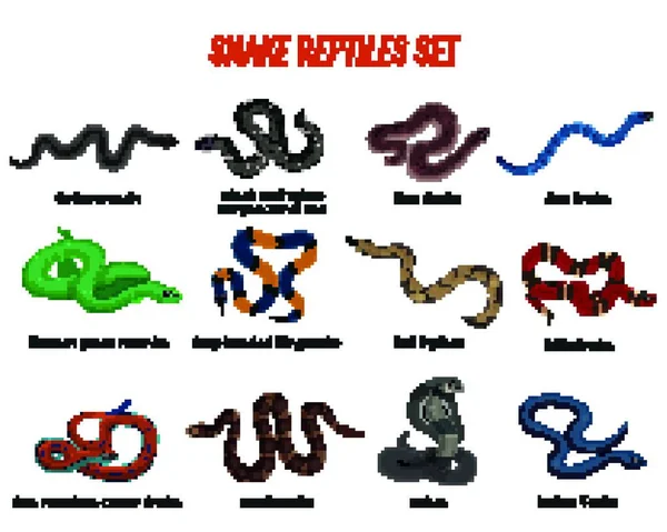 Snakes Reptiles Set Vector Illustration — Stock Vector