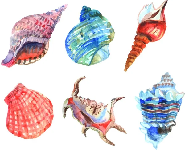 Watercolor Shell Set Vector Illustration — Stock Vector