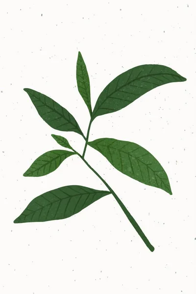 Groene Bladeren Vector Illustratie — Stockvector