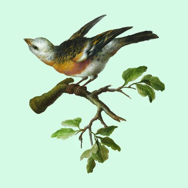 Passerine Bird Branch — Stock Vector