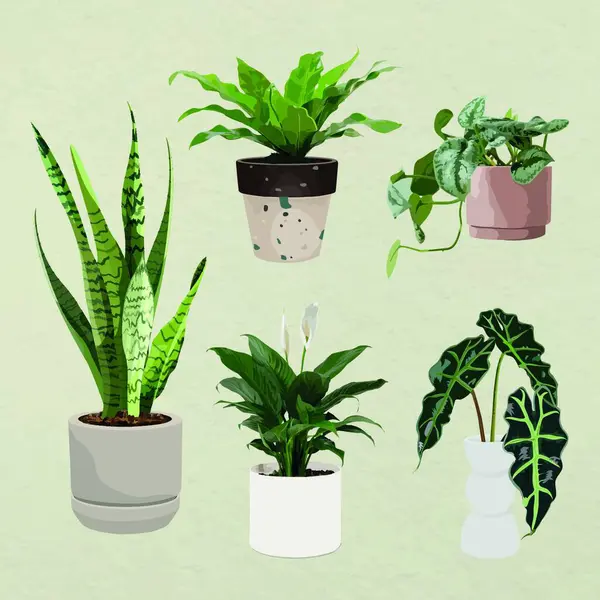 Macetas Plantas Vector Ilustración — Archivo Imágenes Vectoriales