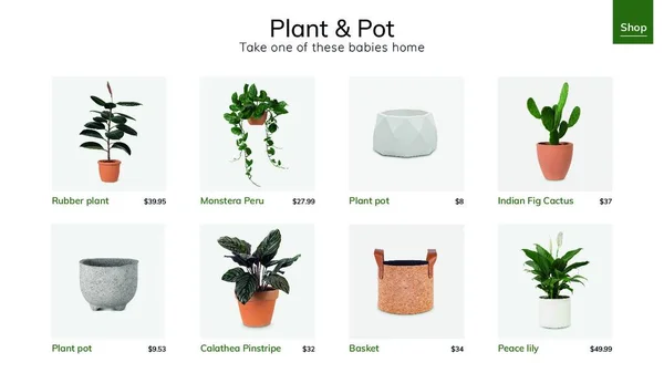 Planta Pot Modelo Conjunto Vetor Ilustração — Vetor de Stock