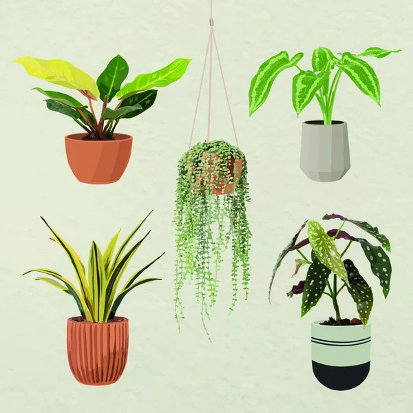 Potted Plants Vector Illustration — Stock Vector