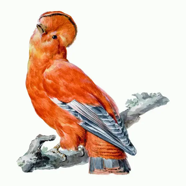 Plantilla Ilustración Del Vector Aves — Archivo Imágenes Vectoriales