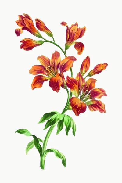 Tarjeta Floral Dibujada Mano Colorida Ilustración Del Vector — Vector de stock
