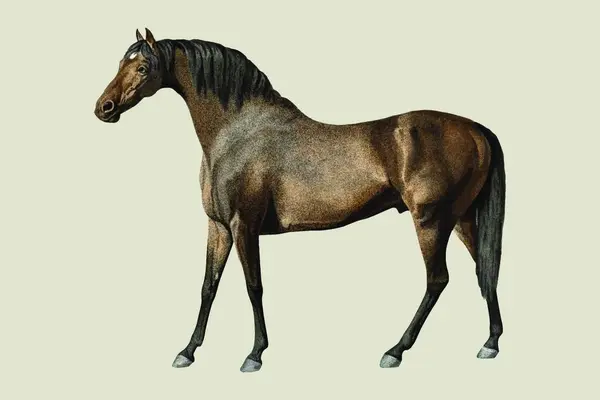 Paard Vintage Vector Illustratie — Stockvector