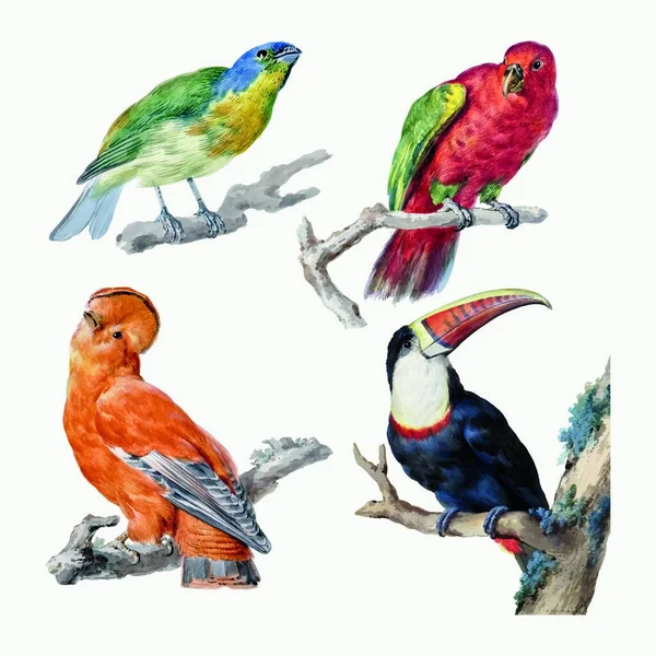 Tropical Birds Colorful Vector Illustration — Stock Vector