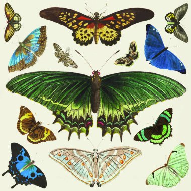 Açık arkaplanda izole edilmiş suluboya kelebekler.       