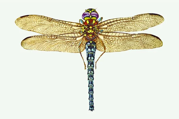 Ilustración Vector Libélula Insecto — Archivo Imágenes Vectoriales