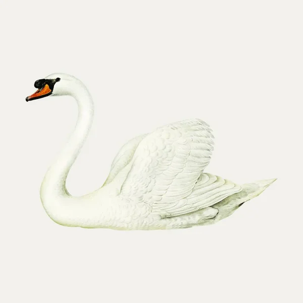 White Swan Vector Illustration — Stock Vector