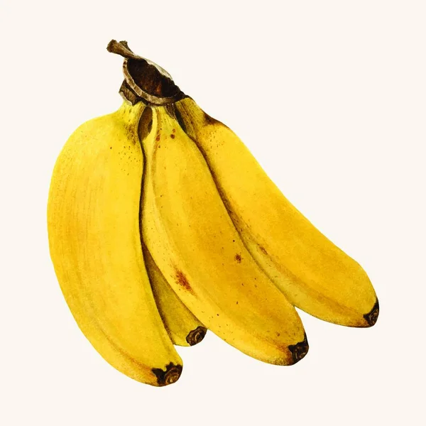 Ώριμες Μπανάνες Διανυσματική Απεικόνιση — Διανυσματικό Αρχείο