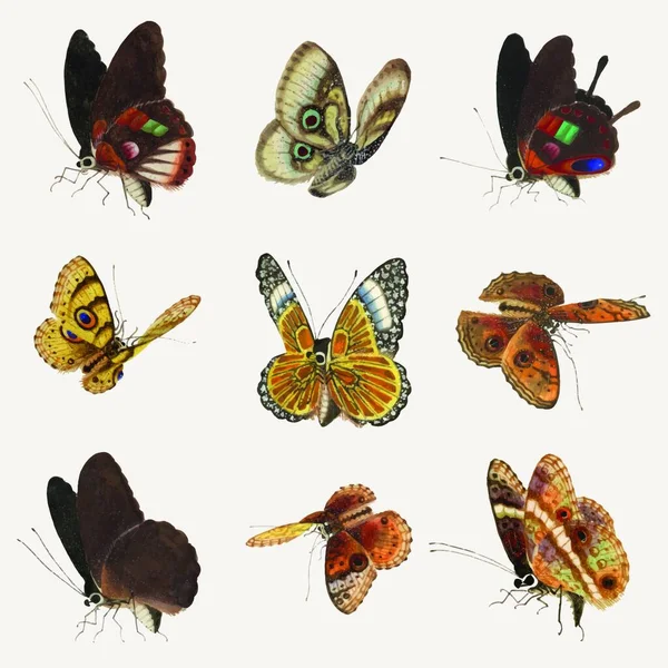 Mariposas Conjunto Vector Ilustración — Archivo Imágenes Vectoriales