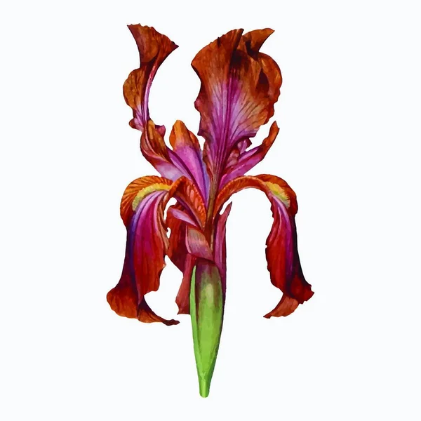 Farbvektor Entworfene Illustration Mit Blumen — Stockvektor