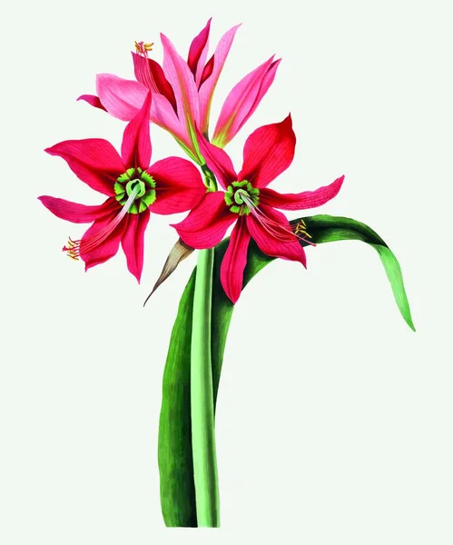 Plantilla Flores Vector Ilustración — Vector de stock