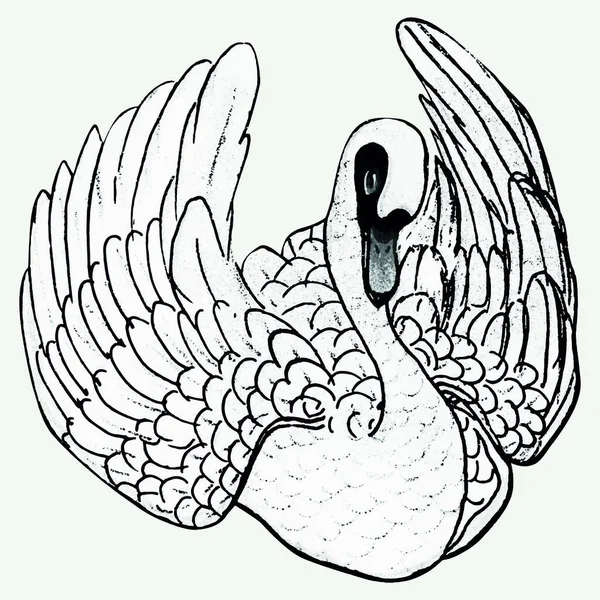 Illustration Vectorielle Oiseau Cygne — Image vectorielle