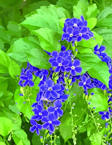 Purple duranta erecta flowers in nature