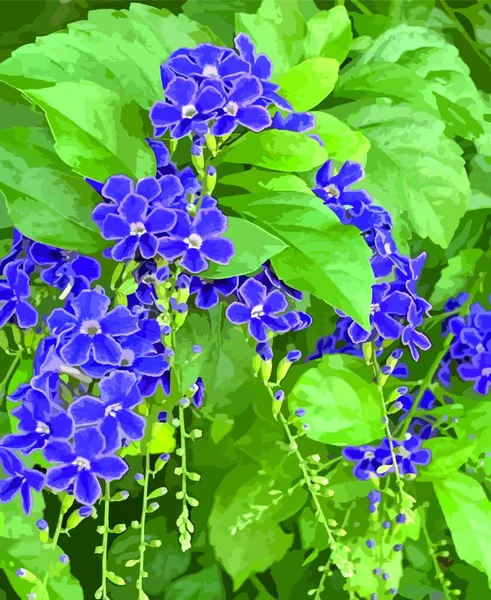 Purple duranta erecta flowers in nature