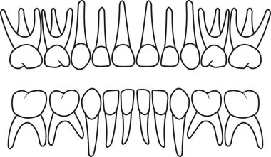 Diş diş vektörü illüstrasyonu 