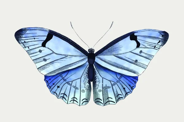 Ilustracja Wektorowa Niebieski Motyl — Wektor stockowy